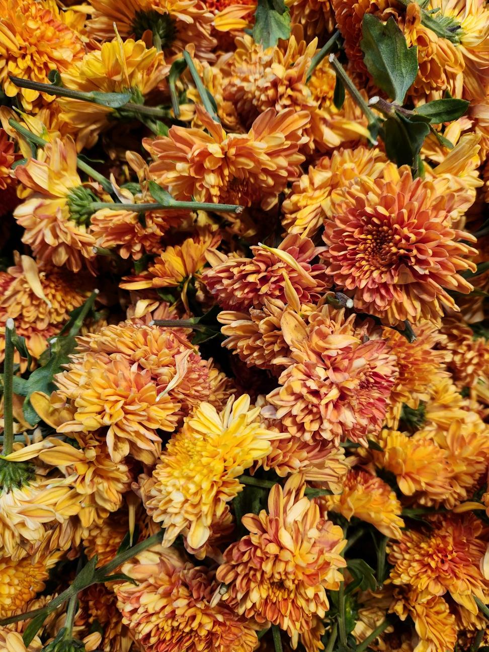 Rare chrysanthemums