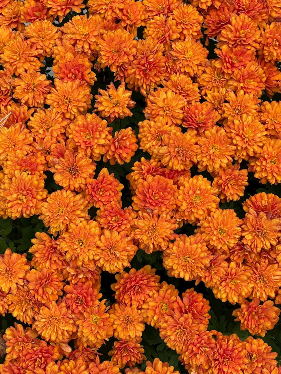 Rare chrysanthemum variety