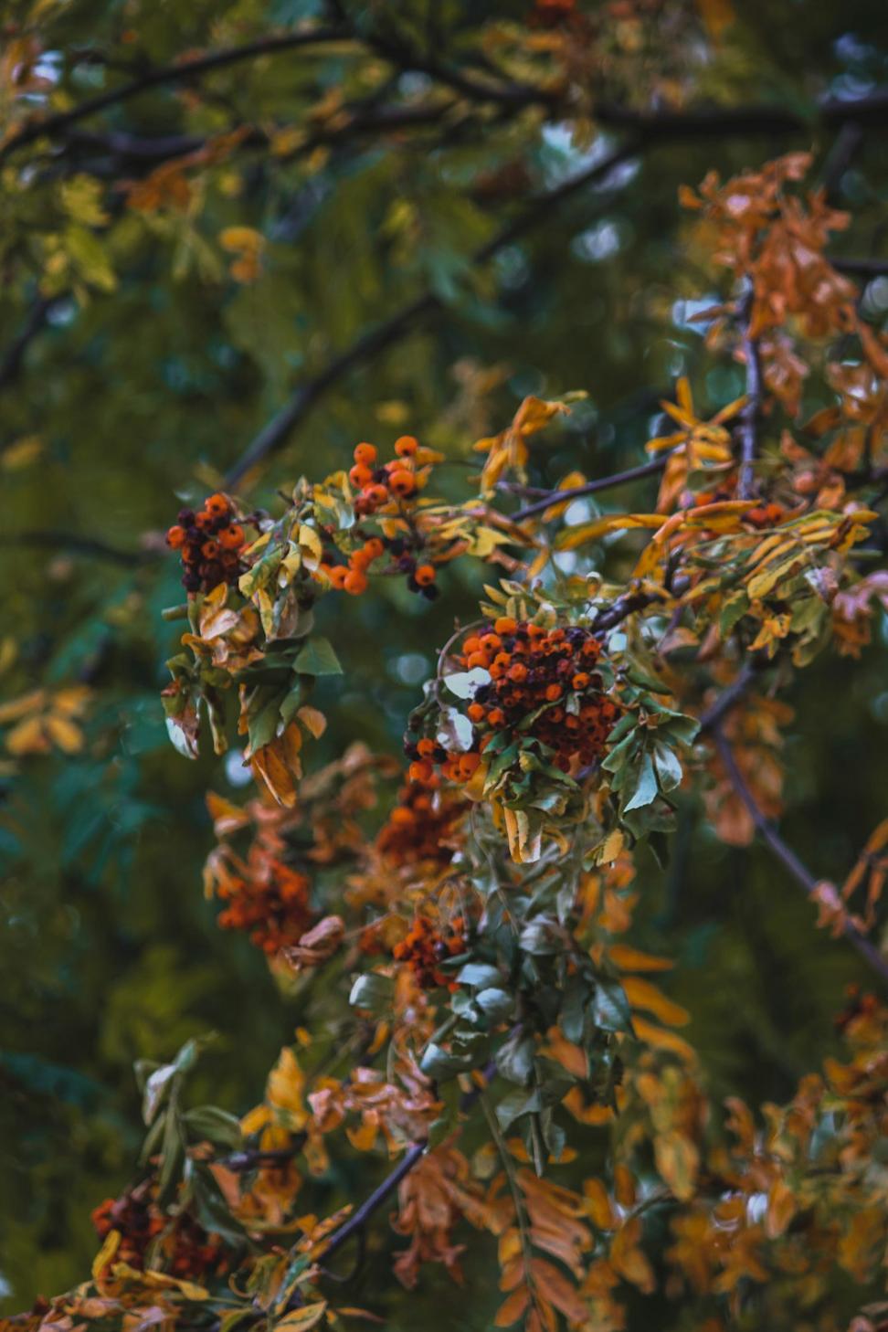Autumn seasonal arrangement