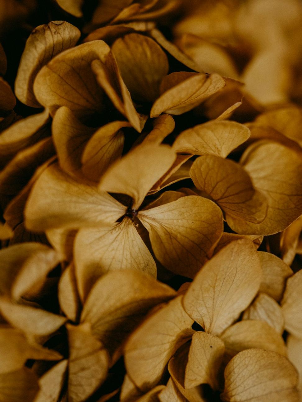 Dried flowers